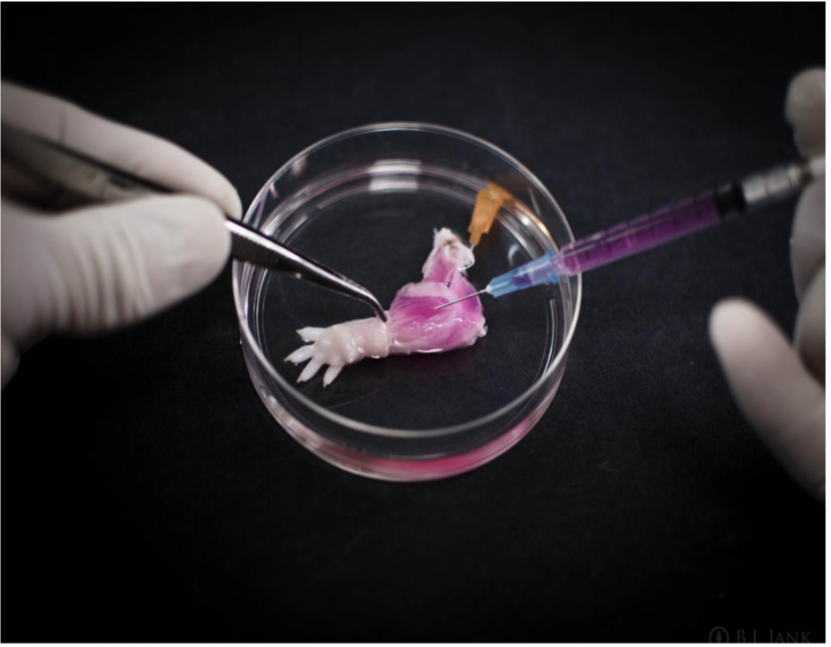 What is Tissue Engineering ? – Engineering Life, One Cell at a Time