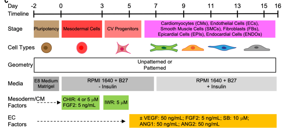 Figure 1: Differentiation protocol